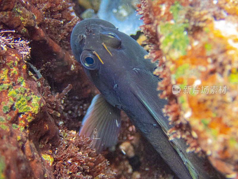 Molly Miller (Scartella cristata)在La Palma, Playa de Los canajos。